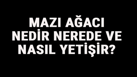 Mazı Ağacı Nedir, Nerede Ve Nasıl Yetişir Mazı Ağacı Özellikleri, Bakımı Ve Faydaları Hakkında Bilgi Mazı Ağacı Nedir, Nerede Ve Nasıl Yetişir Mazı Ağacı Özellikleri, Bakımı Ve Faydaları Hakkında Bilgi