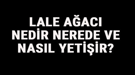 Lale Ağacı Nedir, Nerede Ve Nasıl Yetişir Lale Ağacı Özellikleri, Bakımı Ve Faydaları Hakkında Bilgi
