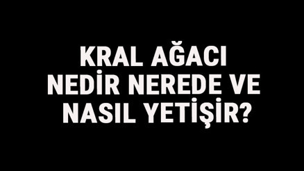 Kral Ağacı Nedir, Nerede Ve Nasıl Yetişir Kral Ağacı Özellikleri, Bakımı Ve Faydaları Hakkında Bilgi