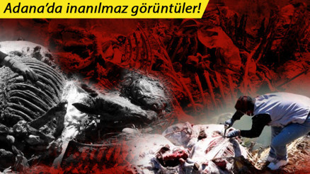 Adanada dere yatağında dehşete düşüren görüntüler Kokudan durulmuyor, onlarca bulundu Adanada dere yatağında dehşete düşüren görüntüler Kokudan durulmuyor, onlarca bulundu