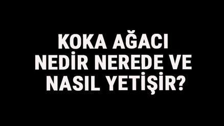 Koka Ağacı Nedir, Nerede Ve Nasıl Yetişir Koka Ağacı Özellikleri, Bakımı Ve Faydaları Hakkında Bilgi Koka Ağacı Nedir, Nerede Ve Nasıl Yetişir Koka Ağacı Özellikleri, Bakımı Ve Faydaları Hakkında Bilgi