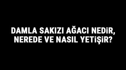 Damla Sakızı Ağacı Nedir, Nerede Ve Nasıl Yetişir Damla Sakızı Ağacı Özellikleri, Bakımı Ve Faydaları Hakkında Bilgi