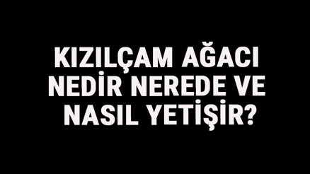 Kızılçam Ağacı Nedir, Nerede Ve Nasıl Yetişir Kızılçam Ağacı Özellikleri, Bakımı Ve Faydaları Hakkında Bilgi Kızılçam Ağacı Nedir, Nerede Ve Nasıl Yetişir Kızılçam Ağacı Özellikleri, Bakımı Ve Faydaları Hakkında Bilgi
