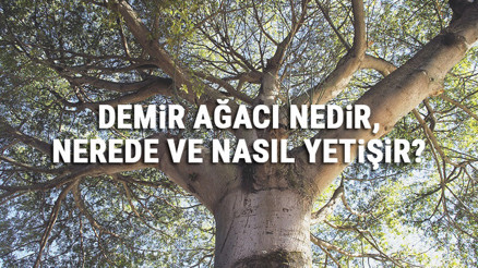 Demir Ağacı Nedir, Nerede Ve Nasıl Yetişir Demir Ağacı Özellikleri, Bakımı Ve Faydaları Hakkında Bilgi