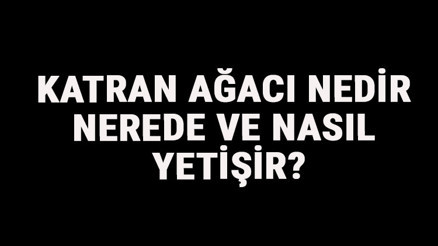 Katran Ağacı Nedir, Nerede Ve Nasıl Yetişir Katran Ağacı Özellikleri, Bakımı Ve Faydaları Hakkında Bilgi Katran Ağacı Nedir, Nerede Ve Nasıl Yetişir Katran Ağacı Özellikleri, Bakımı Ve Faydaları Hakkında Bilgi