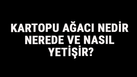 Kartopu Ağacı Nedir, Nerede Ve Nasıl Yetişir Kartopu Ağacı Özellikleri, Bakımı Ve Faydaları Hakkında Bilgi