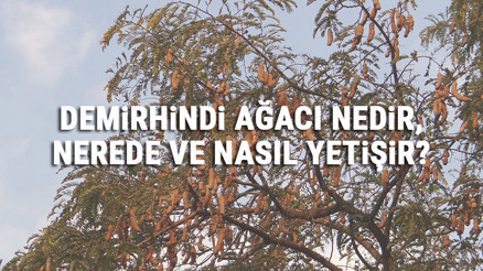 Demirhindi Ağacı Nedir, Nerede Ve Nasıl Yetişir Demirhindi Ağacı Özellikleri, Bakımı Ve Faydaları Hakkında Bilgi