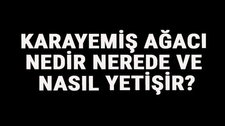 Karayemiş Ağacı Nedir, Nerede Ve Nasıl Yetişir Karayemiş Ağacı Özellikleri, Bakımı Ve Faydaları Hakkında Bilgi