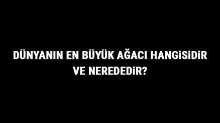 Dünyanın En Büyük Ağacı Hangisidir Ve Nerededir Dünyanın En Büyük Ağaçlarının Boyları Ve Özellikleri Dünyanın En Büyük Ağacı Hangisidir Ve Nerededir Dünyanın En Büyük Ağaçlarının Boyları Ve Özellikleri