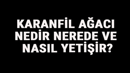Karanfil Ağacı Nedir, Nerede Ve Nasıl Yetişir Karanfil Ağacı Özellikleri, Bakımı Ve Faydaları Hakkında Bilgi