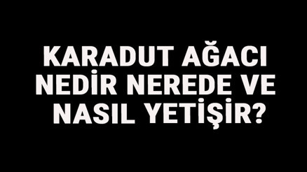 Karadut Ağacı Nedir, Nerede Ve Nasıl Yetişir Karadut Ağacı Özellikleri, Bakımı Ve Faydaları Hakkında Bilgİ