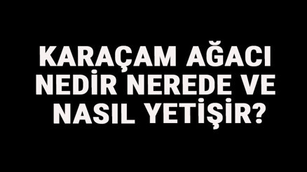 Karaçam Ağacı Nedir, Nerede Ve Nasıl Yetişir Karaçam Ağacı Özellikleri, Bakımı Ve Faydaları Hakkında Bilgi Karaçam Ağacı Nedir, Nerede Ve Nasıl Yetişir Karaçam Ağacı Özellikleri, Bakımı Ve Faydaları Hakkında Bilgi