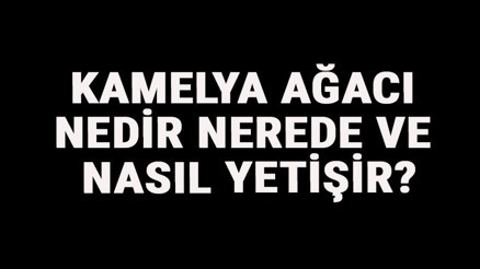 Kamelya Ağacı Nedir, Nerede Ve Nasıl Yetişir Kamelya Ağacı Özellikleri, Bakımı Ve Faydaları Hakkında Bilgi