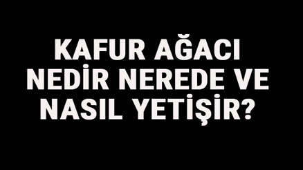 Kafur Ağacı Nedir, Nerede Ve Nasıl Yetişir Kafur Ağacı Özellikleri, Bakımı Ve Faydaları Hakkında Bilgi Kafur Ağacı Nedir, Nerede Ve Nasıl Yetişir Kafur Ağacı Özellikleri, Bakımı Ve Faydaları Hakkında Bilgi