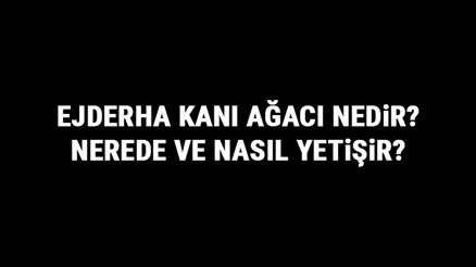 Ejderha Kanı Ağacı Nedir, Nerede Ve Nasıl Yetişir Ejderha Kanı Ağacı Özellikleri, Bakımı Ve Faydaları Hakkında Bilgi Ejderha Kanı Ağacı Nedir, Nerede Ve Nasıl Yetişir Ejderha Kanı Ağacı Özellikleri, Bakımı Ve Faydaları Hakkında Bilgi