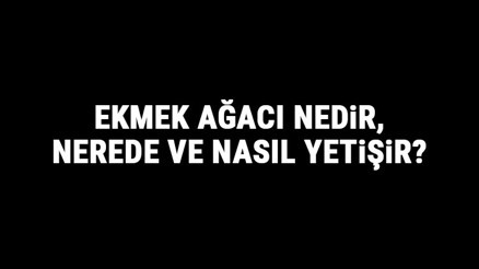 Ekmek Ağacı Nedir, Nerede Ve Nasıl Yetişir Ekmek Ağacı Özellikleri, Bakımı Ve Faydaları Hakkında Bilgi