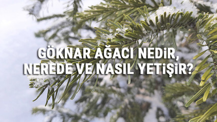 Göknar Ağacı Nedir, Nerede Ve Nasıl Yetişir Göknar Ağacı Özellikleri, Bakımı Ve Faydaları Hakkında Bilgi