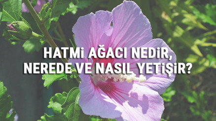 Hatmi Ağacı Nedir, Nerede Ve Nasıl Yetişir Hatmi Ağacı Özellikleri, Bakımı Ve Faydaları Hakkında Bilgi