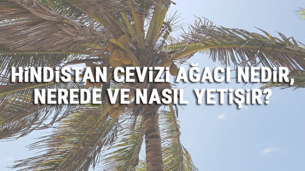 Hindistan Cevizi Ağacı Nedir, Nerede Ve Nasıl Yetişir Hindistan Cevizi Ağacı Özellikleri, Bakımı Ve Faydaları Hakkında Bilgi