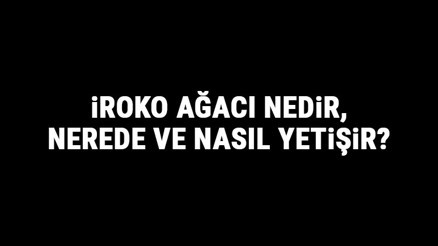 İroko Ağacı Nedir, Nerede Ve Nasıl Yetişir İroko Ağacı Özellikleri, Bakımı Ve Faydaları Hakkında Bilgi