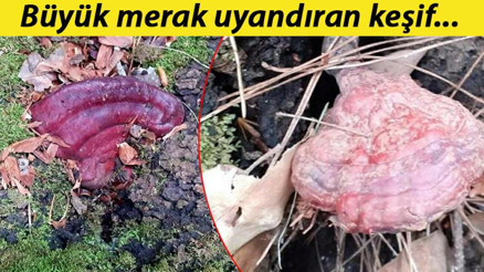 Kuşadasında ölümsüzlük mantarı adı verilen Reishi mantarı bulundu Kuşadasında ölümsüzlük mantarı adı verilen Reishi mantarı bulundu