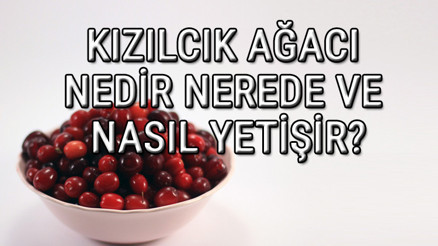 Kızılcık Ağacı Nedir, Nerede Ve Nasıl Yetişir Kızılcık Ağacı Özellikleri, Bakımı Ve Faydaları Hakkında Bilgi