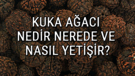 Kuka Ağacı Nedir, Nerede Ve Nasıl Yetişir Kuka Ağacı Özellikleri, Bakımı Ve Faydaları Hakkında Bilgi