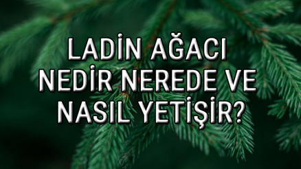Ladin Ağacı Nedir, Nerede Ve Nasıl Yetişir Ladin Ağacı Özellikleri, Bakımı Ve Faydaları Hakkında Bilgi