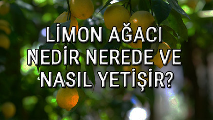 Limon Ağacı Nedir, Nerede Ve Nasıl Yetişir Limon Ağacı Özellikleri, Bakımı Ve Faydaları Hakkında Bilgi