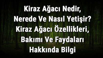 Kiraz Ağacı Nedir, Nerede Ve Nasıl Yetişir Kiraz Ağacı Özellikleri, Bakımı Ve Faydaları Hakkında Bilgi Kiraz Ağacı Nedir, Nerede Ve Nasıl Yetişir Kiraz Ağacı Özellikleri, Bakımı Ve Faydaları Hakkında Bilgi