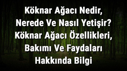 Köknar Ağacı Nedir, Nerede Ve Nasıl Yetişir Köknar Ağacı Özellikleri, Bakımı Ve Faydaları Hakkında Bilgi