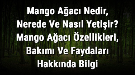 Mango Ağacı Nedir, Nerede Ve Nasıl Yetişir Mango Ağacı Özellikleri, Bakımı Ve Faydaları Hakkında Bilgi Mango Ağacı Nedir, Nerede Ve Nasıl Yetişir Mango Ağacı Özellikleri, Bakımı Ve Faydaları Hakkında Bilgi