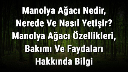 Manolya Ağacı Nedir, Nerede Ve Nasıl Yetişir Manolya Ağacı Özellikleri, Bakımı Ve Faydaları Hakkında Bilgi