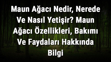 Maun Ağacı Nedir, Nerede Ve Nasıl Yetişir Maun Ağacı Özellikleri, Bakımı Ve Faydaları Hakkında Bilgi