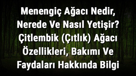 Menengiç Ağacı Nedir, Nerede Ve Nasıl Yetişir Çitlembik (Çıtlık) Ağacı Özellikleri, Bakımı Ve Faydaları Hakkında Bilgi Menengiç Ağacı Nedir, Nerede Ve Nasıl Yetişir Çitlembik (Çıtlık) Ağacı Özellikleri, Bakımı Ve Faydaları Hakkında Bilgi