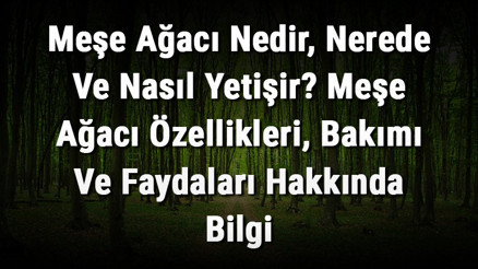 Meşe Ağacı Nedir, Nerede Ve Nasıl Yetişir Meşe Ağacı Özellikleri, Bakımı Ve Faydaları Hakkında Bilgi