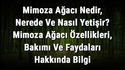 Mimoza Ağacı Nedir, Nerede Ve Nasıl Yetişir Mimoza Ağacı Özellikleri, Bakımı Ve Faydaları Hakkında Bilgi Mimoza Ağacı Nedir, Nerede Ve Nasıl Yetişir Mimoza Ağacı Özellikleri, Bakımı Ve Faydaları Hakkında Bilgi