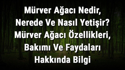 Mürver Ağacı Nedir, Nerede Ve Nasıl Yetişir Mürver Ağacı Özellikleri, Bakımı Ve Faydaları Hakkında Bilgi Mürver Ağacı Nedir, Nerede Ve Nasıl Yetişir Mürver Ağacı Özellikleri, Bakımı Ve Faydaları Hakkında Bilgi