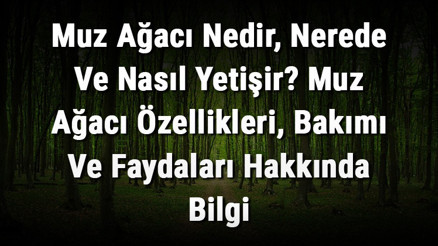 Muz Ağacı Nedir, Nerede Ve Nasıl Yetişir Muz Ağacı Özellikleri, Bakımı Ve Faydaları Hakkında Bilgi