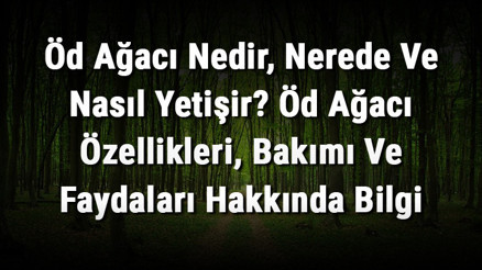 Öd Ağacı Nedir, Nerede Ve Nasıl Yetişir Öd Ağacı Özellikleri, Bakımı Ve Faydaları Hakkında Bilgi Öd Ağacı Nedir, Nerede Ve Nasıl Yetişir Öd Ağacı Özellikleri, Bakımı Ve Faydaları Hakkında Bilgi