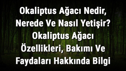 Okaliptus Ağacı Nedir, Nerede Ve Nasıl Yetişir Okaliptus Ağacı Özellikleri, Bakımı Ve Faydaları Hakkında Bilgi Okaliptus Ağacı Nedir, Nerede Ve Nasıl Yetişir Okaliptus Ağacı Özellikleri, Bakımı Ve Faydaları Hakkında Bilgi