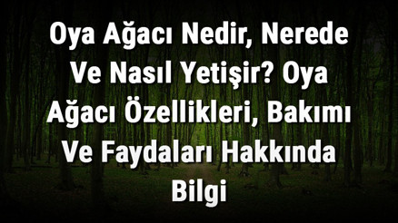 Oya Ağacı Nedir, Nerede Ve Nasıl Yetişir Oya Ağacı Özellikleri, Bakımı Ve Faydaları Hakkında Bilgi