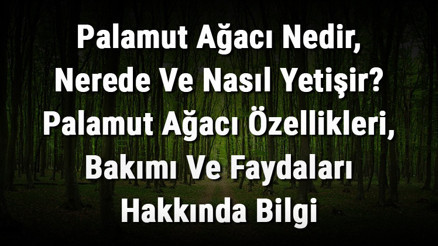 Palamut Ağacı Nedir, Nerede Ve Nasıl Yetişir Palamut Ağacı Özellikleri, Bakımı Ve Faydaları Hakkında Bilgi Palamut Ağacı Nedir, Nerede Ve Nasıl Yetişir Palamut Ağacı Özellikleri, Bakımı Ve Faydaları Hakkında Bilgi