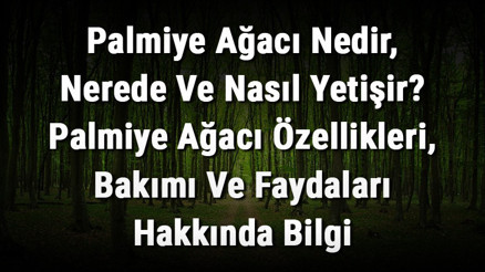 Palmiye Ağacı Nedir, Nerede Ve Nasıl Yetişir Palmiye Ağacı Özellikleri, Bakımı Ve Faydaları Hakkında Bilgi
