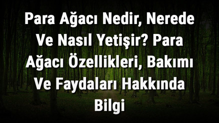 Para Ağacı Nedir, Nerede Ve Nasıl Yetişir Para Ağacı Özellikleri, Bakımı Ve Faydaları Hakkında Bilgi