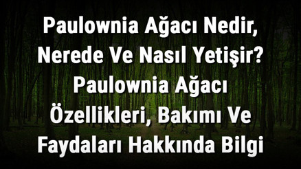 Paulownia Ağacı Nedir, Nerede Ve Nasıl Yetişir Paulownia Ağacı Özellikleri, Bakımı Ve Faydaları Hakkında Bilgi