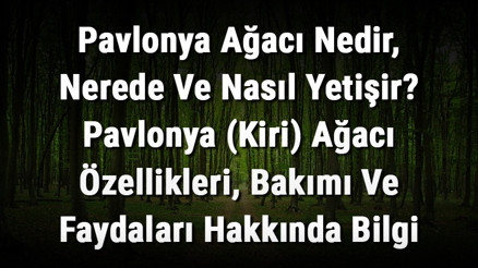 Pavlonya Ağacı Nedir, Nerede Ve Nasıl Yetişir Pavlonya (Kiri) Ağacı Özellikleri, Bakımı Ve Faydaları Hakkında Bilgi