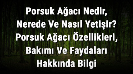 Porsuk Ağacı Nedir, Nerede Ve Nasıl Yetişir Porsuk Ağacı Özellikleri, Bakımı Ve Faydaları Hakkında Bilgi