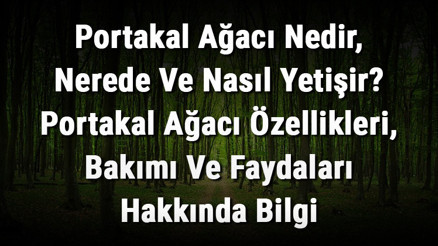 Portakal Ağacı Nedir, Nerede Ve Nasıl Yetişir Portakal Ağacı Özellikleri, Bakımı Ve Faydaları Hakkında Bilgi Portakal Ağacı Nedir, Nerede Ve Nasıl Yetişir Portakal Ağacı Özellikleri, Bakımı Ve Faydaları Hakkında Bilgi