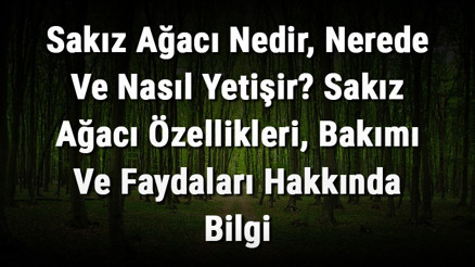 Sakız Ağacı Nedir, Nerede Ve Nasıl Yetişir Sakız Ağacı Özellikleri, Bakımı Ve Faydaları Hakkında Bilgi Sakız Ağacı Nedir, Nerede Ve Nasıl Yetişir Sakız Ağacı Özellikleri, Bakımı Ve Faydaları Hakkında Bilgi